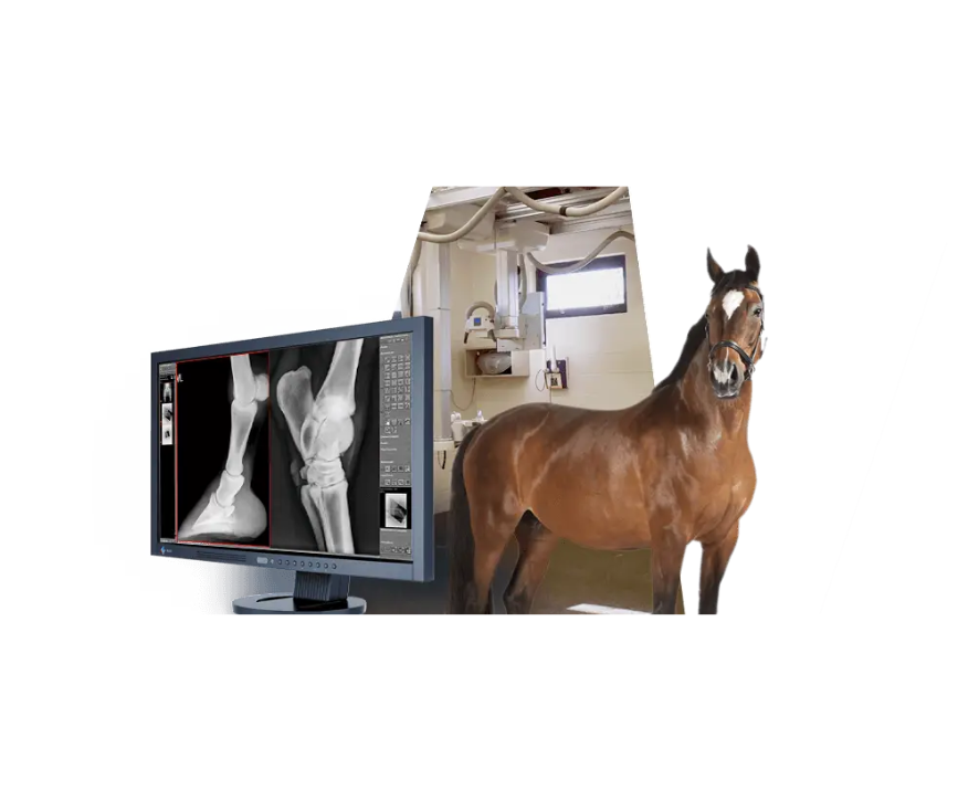 Medici DR-system stordjur