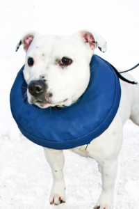 Uppblåsbar hundkrage