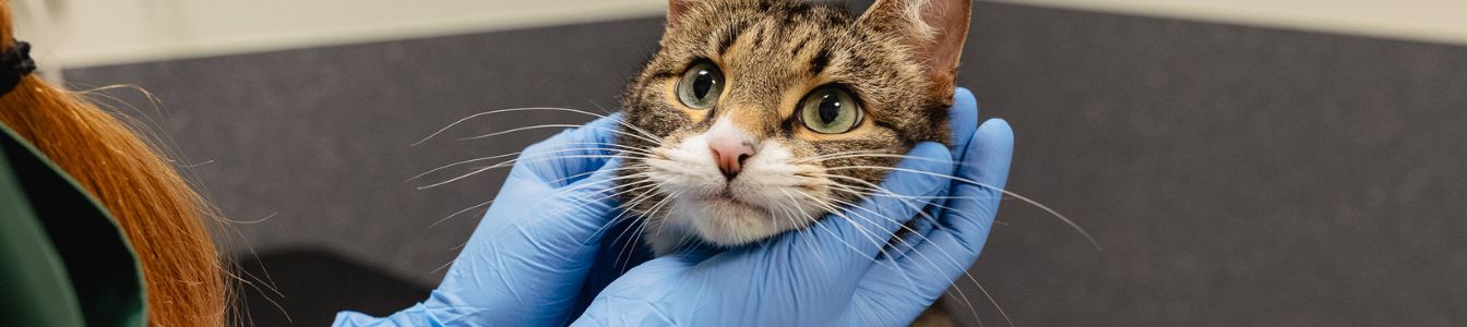 Kirurgiska instrument