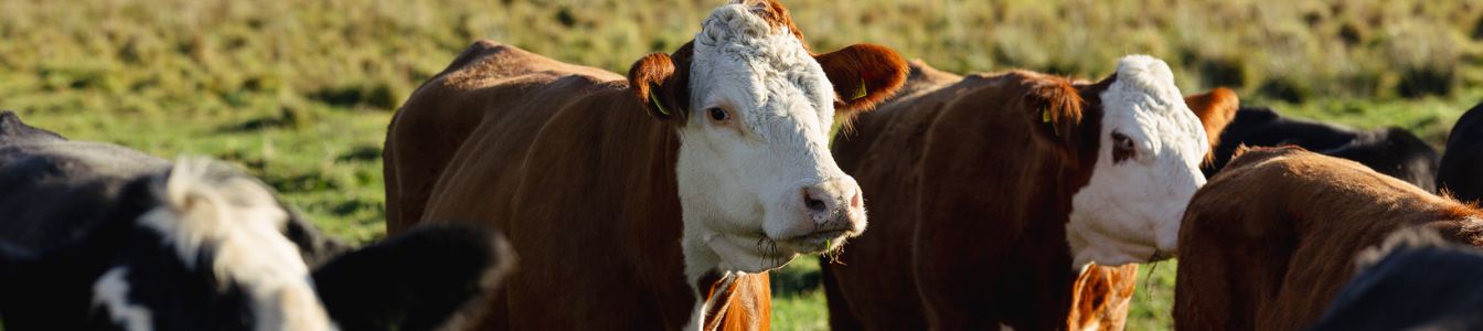 Obstetrik och gynekologi